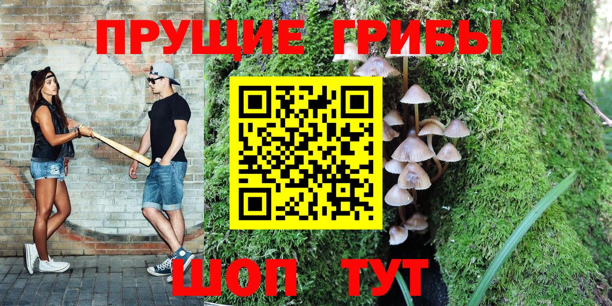 Петровск  Галлюциногенные грибы Cubensis  Вход с VPN 